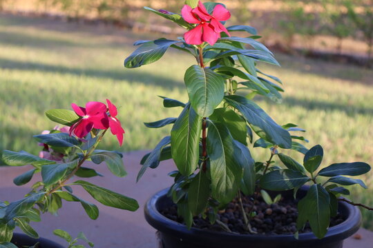 flores 