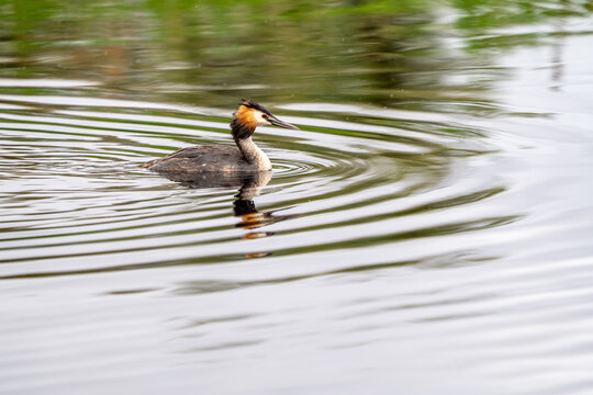 Great crested grebe (Podiceps cristatus) photographed in Spain