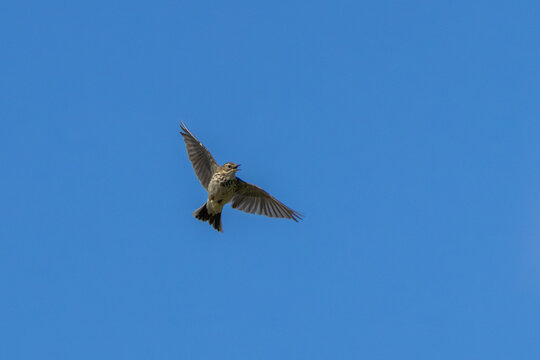Meadow Pipit in Song Flight