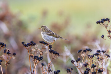 Fototapeta premium Meadow Pipit on Seed Heads
