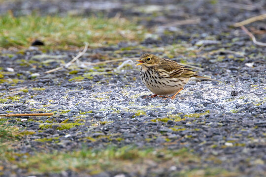 Meadow Pipit on the Ground