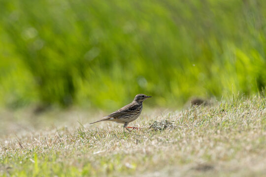 Meadow Pipit on Short Grass