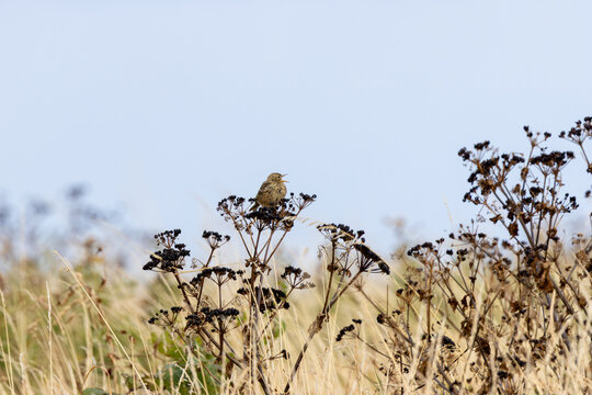 Meadow Pipit Singing on Seed Heads