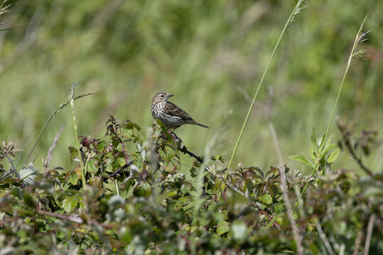 Meadow Pipit Perched on Bramble