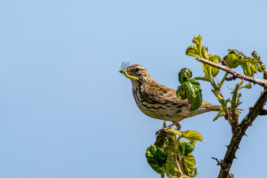 Meadow Pipit with a Caterpillar