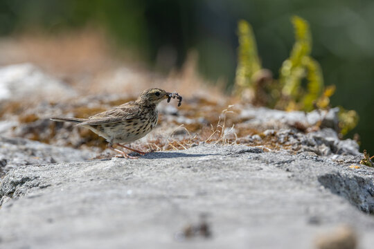 Meadow Pipit with an Insect