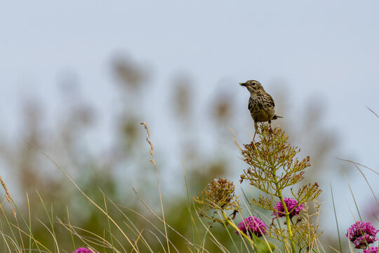 Meadow Pipit with Prey on Flowers