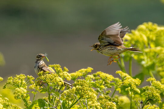 Two Meadow Pipits with Prey