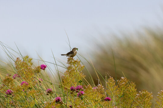 Meadow Pipit with Prey on Flowers