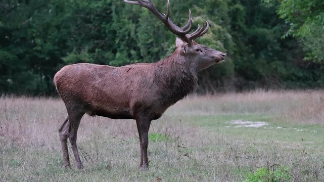 Adult male deer during the mating season; he douses himself in urine to amplify his hormone-rich scent and attract females.