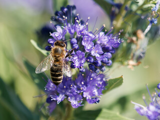Macro photograph of a honeybee foraging and gathering nectar on vibrant purple Caryopteris flowers in bright sunlight. © David