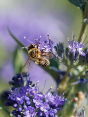 Macro photograph of a honeybee foraging and gathering nectar on vibrant purple Caryopteris flowers in bright sunlight. © David