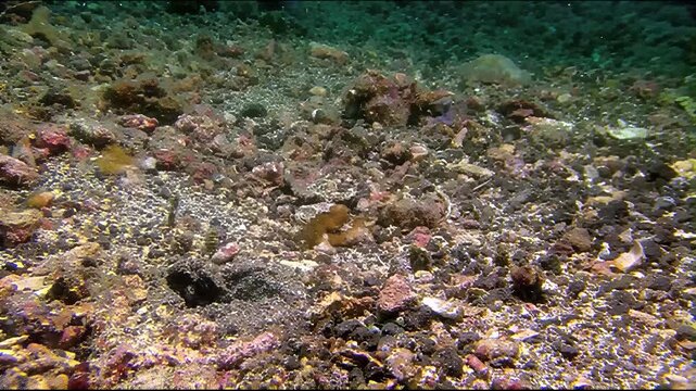 Small dartfish swimming above a rocky seabed in a vibrant tropical marine environment underwater