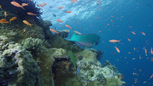 Vibrant parrotfish swimming over a tropical coral reef with schools of small orange fish
