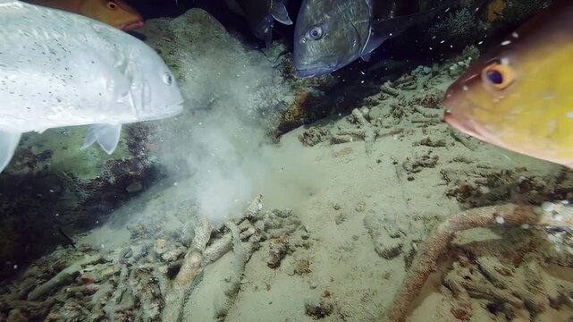 Giant moray eel hunting in the sandy seabed at night with trevally fish swimming nearby