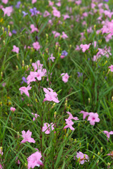 Obraz premium Field of Ruellia flowers blooming with green leaves.