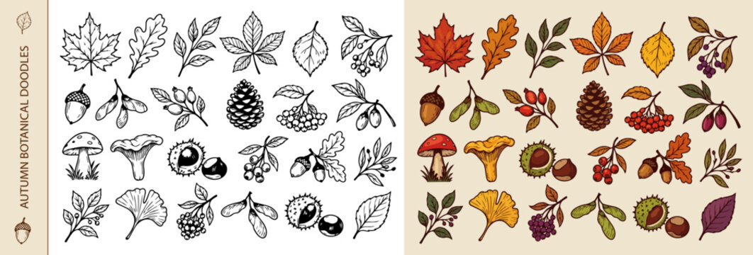 Woodland Leaves Berries Nuts and Mushrooms Doodle Collection