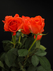 Fototapeta premium Vibrant orange roses bloom against dark background. Green stems and leaves add contrast. Image captures elegance and romance. Great for wedding, love, or luxury themes