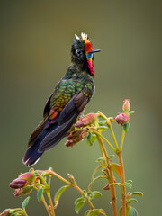 Fototapeta premium Rainbow-bearded Thornbill, Chalcostigma herrani -- striking close-up portrait of hummingbird's rainbow-hued iridescent gorget and cream crest, perched among flower buds in Colombian Andean paramo