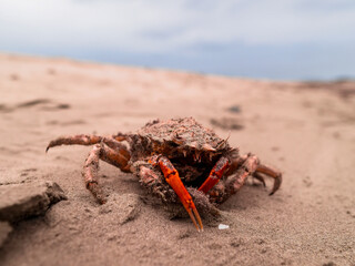 Red crab crawls across sandy beach under cloudy sky. Sand texture detailed with footprints around. Scene calm, natural, perfect for travel or nature themes. Use in eco-tourism, wildlife © mark_gusev