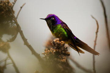 Fototapeta premium Purple-backed Thornbill, Ramphomicron microrhynchum -- tiny hummingbird's brilliant violet-purple crown and emerald body glow, perched on dried seed head in foggy Colombian Andean paramo