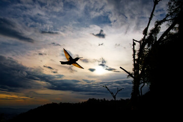 Fototapeta premium Buff-tailed Coronet, Boissonneaua flavescens -- dramatic silhouette of hummingbird in flight, wings glowing gold against a vivid sunset sky over the Colombian Andes mountains at dusk