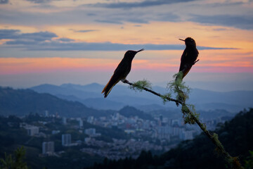Fototapeta premium Buff-tailed Coronet, Boissonneaua flavescens -- two hummingbirds perched in silhouette overlooking a Colombian Andean city skyline at sunset, dramatic sky, scenic mountain viewpoint at dusk
