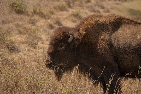 american buffalo in the field