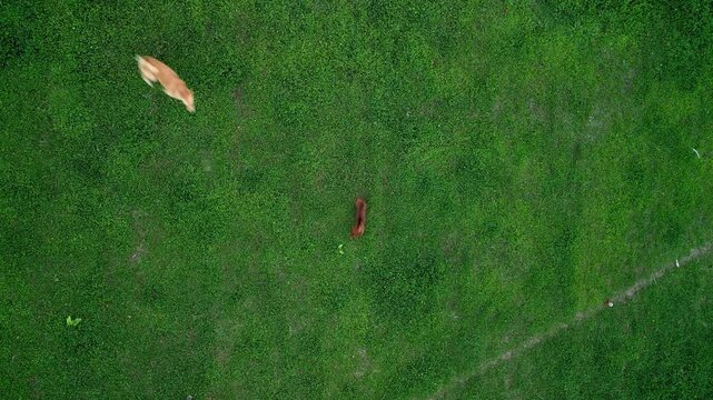 Aerial view of dogs running on a short-grass lawn during the day.