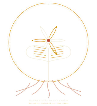 Mandragora Officinarum Mandrake Root Alchemical Art