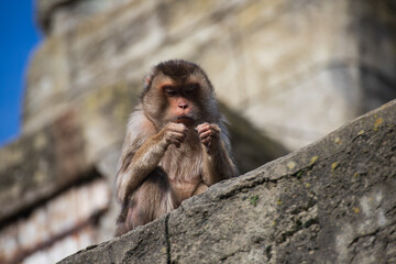 monkey - makake sitting on an old stone wall © Anja