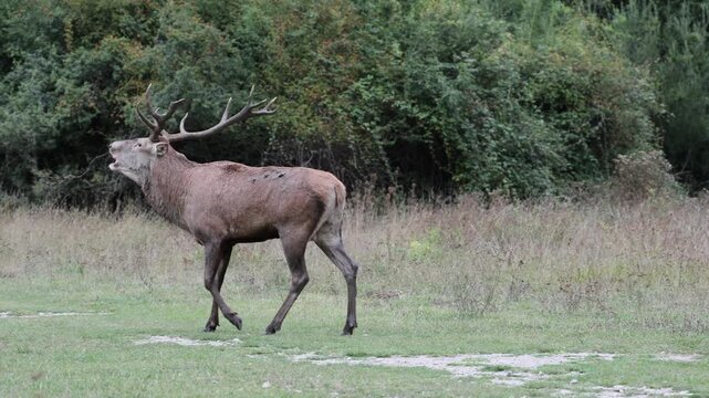 Adult male deer during the mating season; he douses himself in urine to amplify his hormone-rich scent and attract females.
