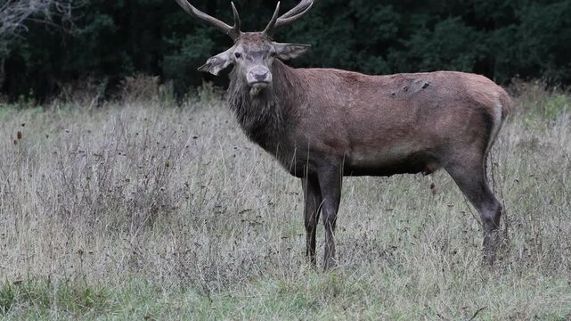 Adult male deer during the mating season; he douses himself in urine to amplify his hormone-rich scent and attract females.