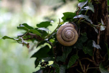 Close Up of Spiral Snail Shell on Green Ivy Foliage © Maria