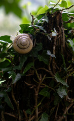 Land Snail Shell on Ivy Covered Tree Bark in Forest © Maria