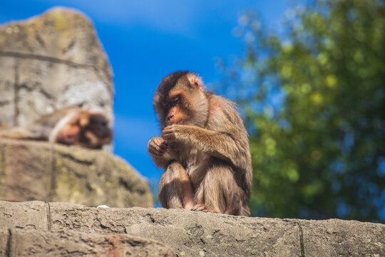 macaque sitting on a stone looking at its hands