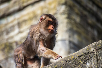 macaque monkey sitting on a stone wall © Anja