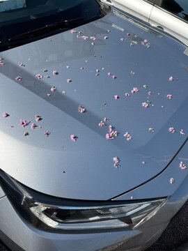 flower petals on the hood of a car