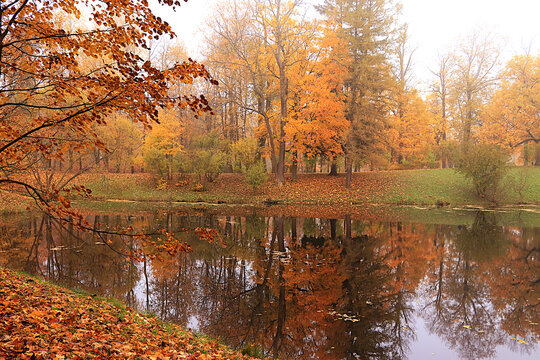 Lake surrounded by red and yellow foliage, with ducks and their reflections visible in the water on a cold, misty day. An autumn park in Russia in October picturesque landscape and autumn themed scene