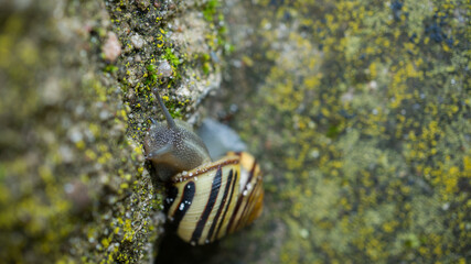 macro shot of a striped snail crawling on a textured mossy wall © Szymon