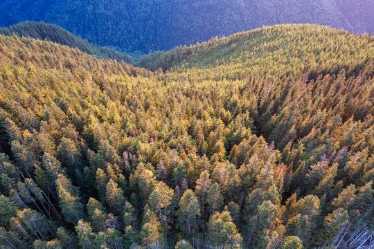 Aerial View of Evergreen Forests at Sunset Near Chilliwack BC Canada With Rolling Hills