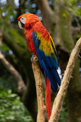 blue and yellow macaw © Camilo Peláez