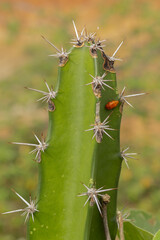 Ladybug in a cactus © Camilo Peláez