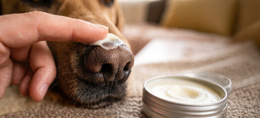 Obraz na płótnie Canvas A person applies a cream to the nose of a dog while sitting on a couch. The scene shows a simple care routine for a pet in a cozy living room