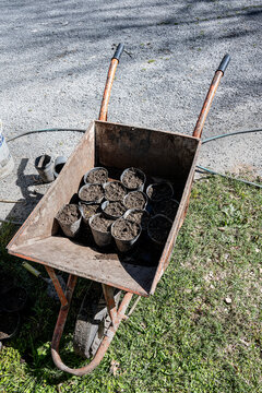 Wheelbarrow with seedlings on an organic farm.