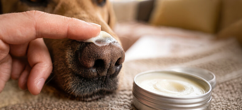 A person applies a cream to the nose of a dog while sitting on a couch. The scene shows a simple care routine for a pet in a cozy living room