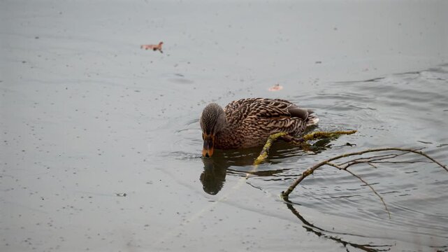 Brown duck floats on calm gray water with head lowered near surface beside mossy branch and scattered debris, under soft overcast light.