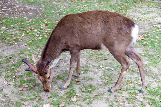 Closeup of a wild young male sika deer (Cervus nippon) at Nara Park in Japan.