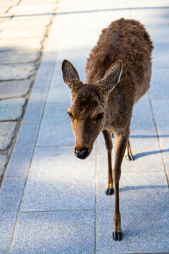 Closeup of a wild young female sika deer (Cervus nippon) at Nara Park in Japan.