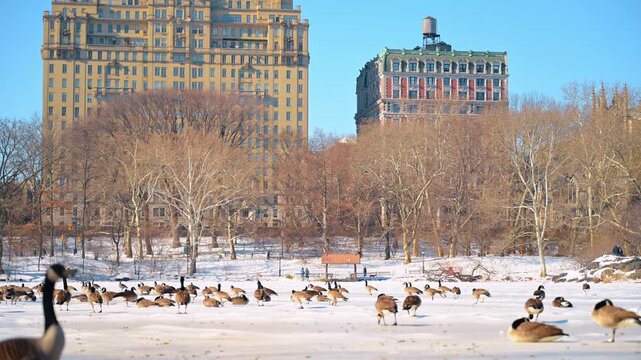 Large flock of Canada geese walk by the snow in Central Park. Bare trees and high-rise buildings of New York City in the backdrop.